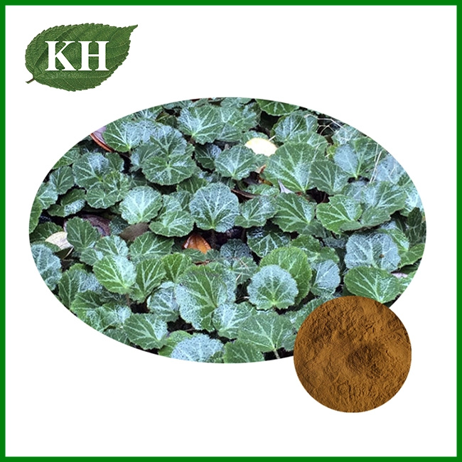 Saxifraga Stolonifera Extract Saxifraga Stolonifera Extract
